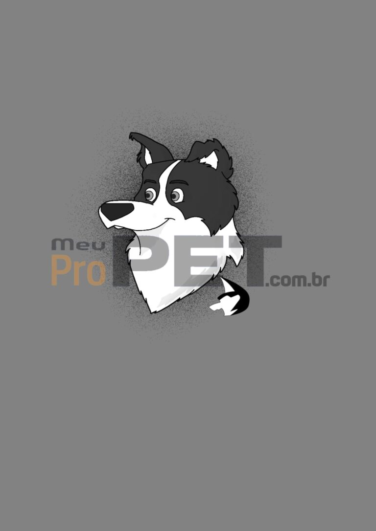Border Collie padrão